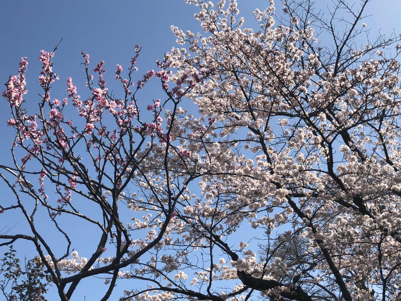 京苑 Kyoen 京町家 Hotel Kyoto Eksteriør billede